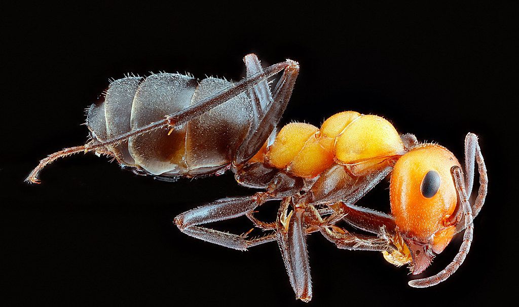 Ant Control service in Springfield, OH