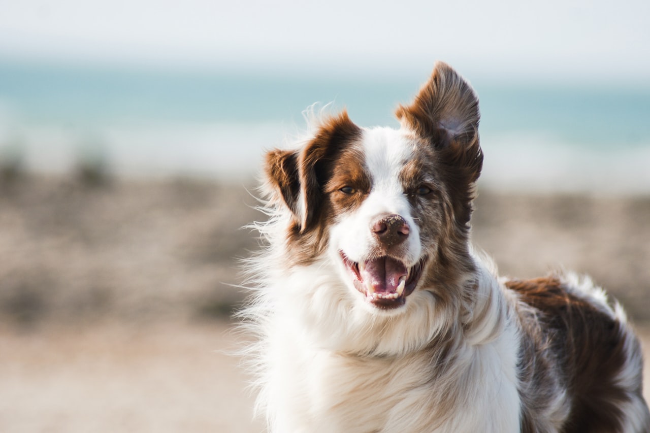 Flea & Tick Control service in Springfield, OH
