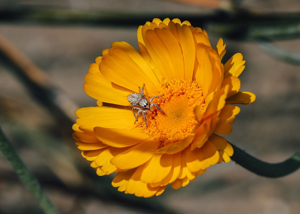 Spider Control service in Springfield, OH